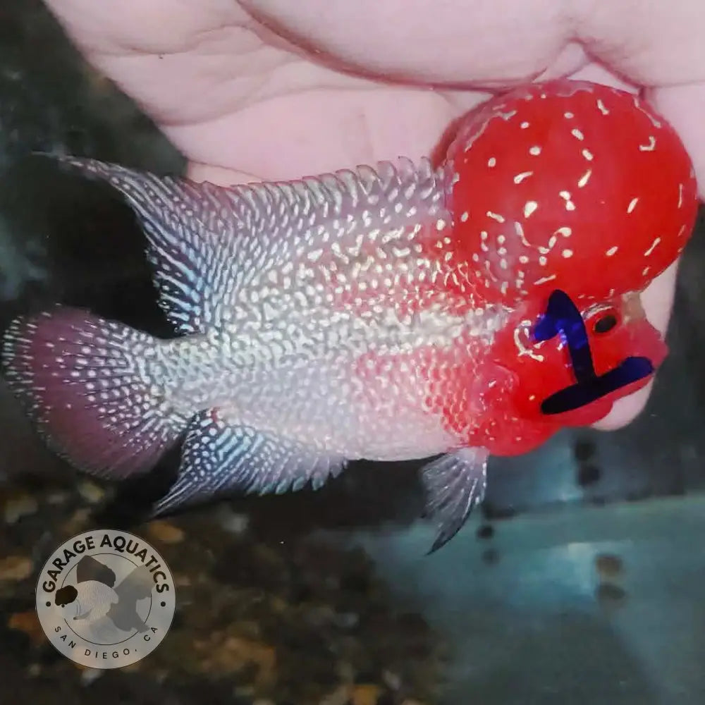 Super Red Dragon Flowerhorn MALE 4’’ inch MONSTER KOK (SRD-020) - Super Red Dragon / 4’’ inch - FLOWERHORN
