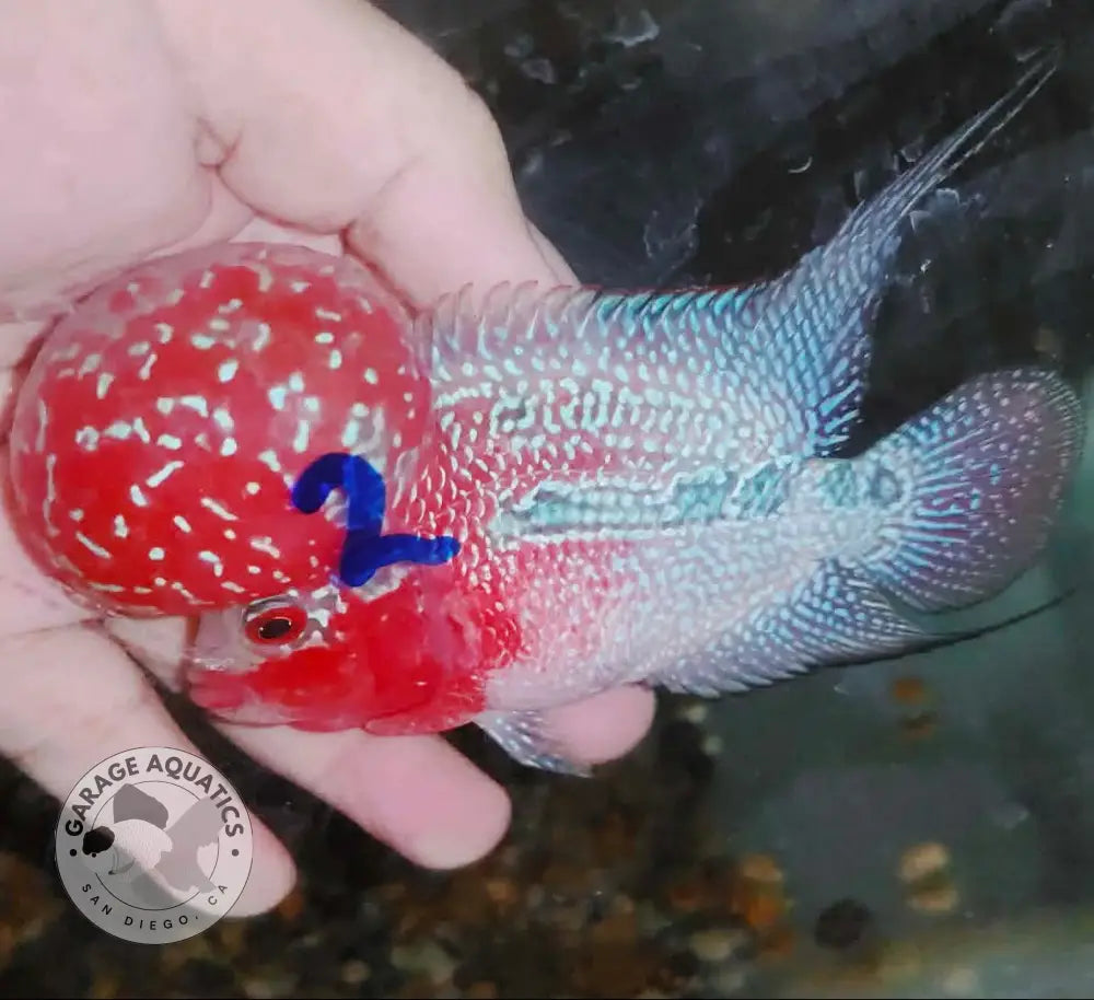 Super Red Dragon Flowerhorn MALE 4’’ inch MONSTER KOK (SRD-021) - Super Red Dragon / 4’’ inch - FLOWERHORN