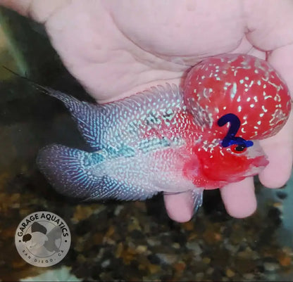 Super Red Dragon Flowerhorn MALE 4’’ inch MONSTER KOK (SRD-021) - Super Red Dragon / 4’’ inch - FLOWERHORN
