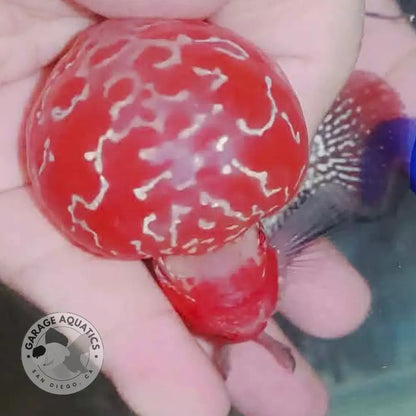 Super Red Dragon Flowerhorn MALE 4’’ inch MONSTER KOK (SRD-022) - Super Red Dragon / 4’’ inch - FLOWERHORN