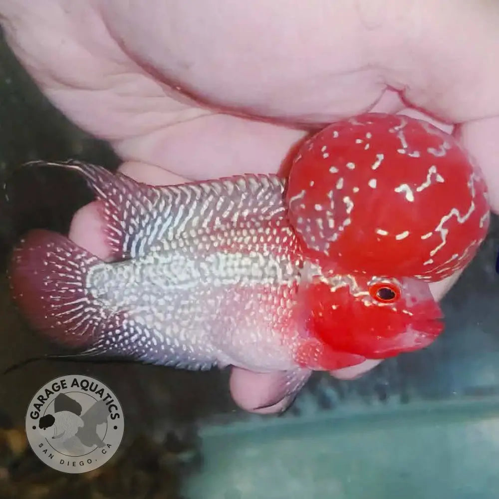 Super Red Dragon Flowerhorn MALE 4’’ inch MONSTER KOK (SRD-022) - Super Red Dragon / 4’’ inch - FLOWERHORN