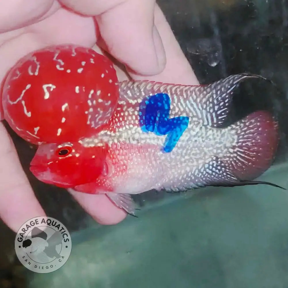 Super Red Dragon Flowerhorn MALE 4’’ inch MONSTER KOK (SRD-022) - Super Red Dragon / 4’’ inch - FLOWERHORN