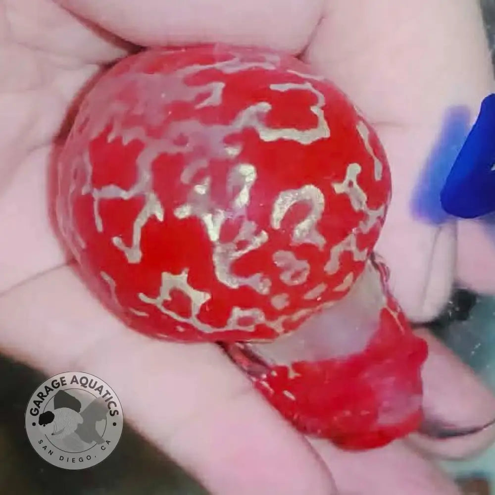 Super Red Dragon Flowerhorn MALE 4’’ inch MONSTER KOK (SRD-023) - Super Red Dragon / 4’’ inch - FLOWERHORN