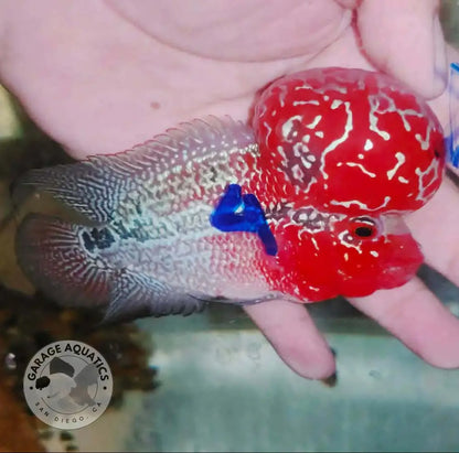 Super Red Dragon Flowerhorn MALE 4’’ inch MONSTER KOK (SRD-023) - Super Red Dragon / 4’’ inch - FLOWERHORN