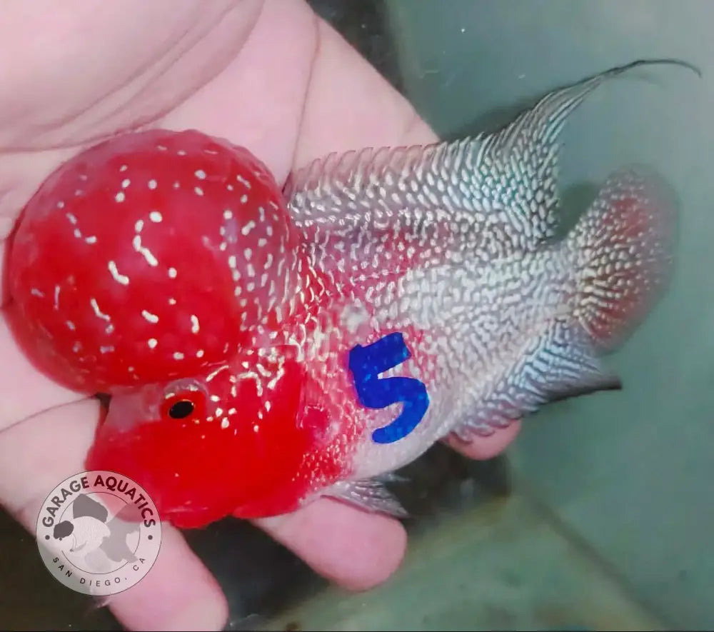 Super Red Dragon Flowerhorn MALE 4’’ inch MONSTER KOK (SRD-024) - Super Red Dragon / 4’’ inch - FLOWERHORN