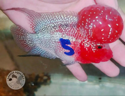 Super Red Dragon Flowerhorn MALE 4’’ inch MONSTER KOK (SRD-024) - Super Red Dragon / 4’’ inch - FLOWERHORN