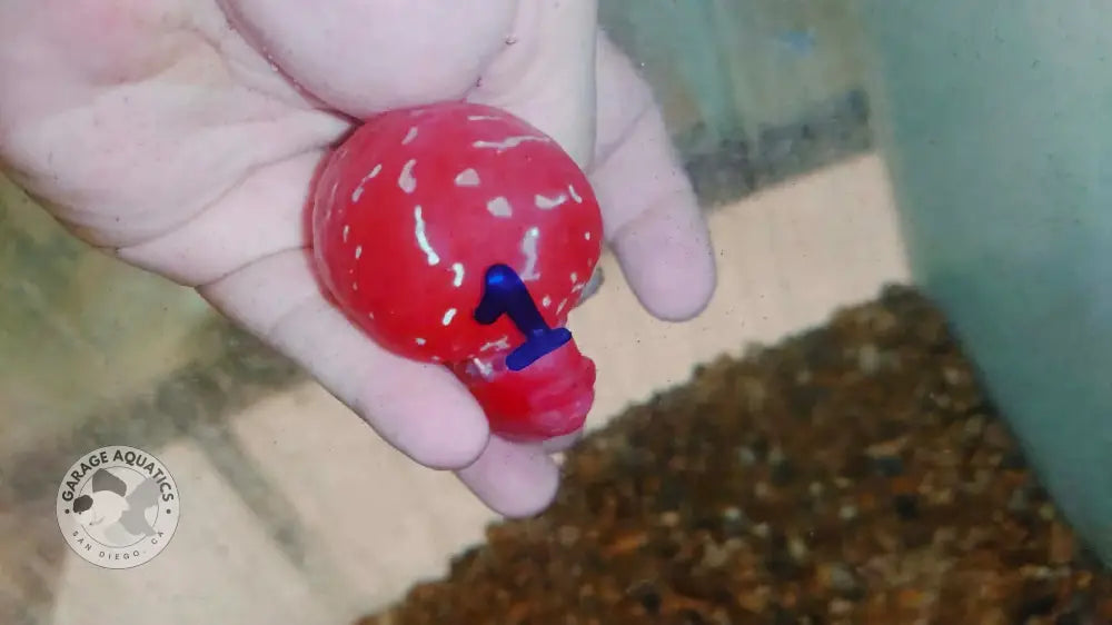 Live Thai Super Red Dragon Flowerhorn SRD-035 photo 2