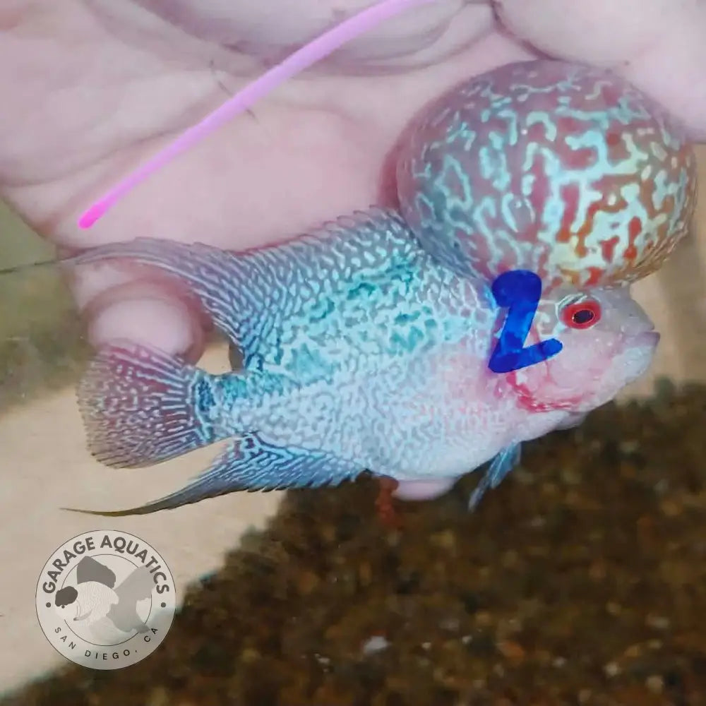 Super Red Dragon Flowerhorn SRD-036 full body side view, 4 inch male monster kok with deep red coloration and thick pearling
