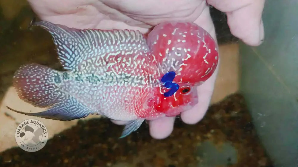 Live Thai Super Red Dragon Flowerhorn SRD-037 photo 1