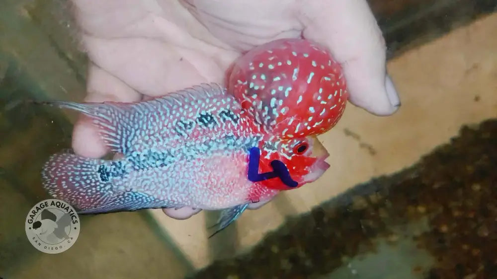 Live Thai Super Red Dragon Flowerhorn SRD-038 photo 2