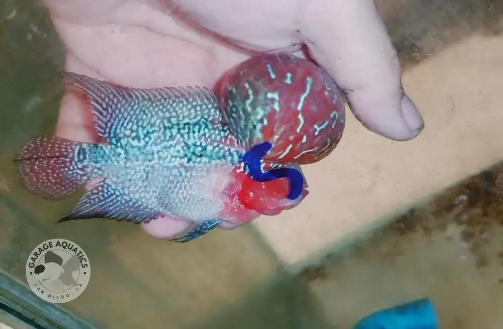Live Thai Super Red Dragon Flowerhorn SRD-039 photo 1