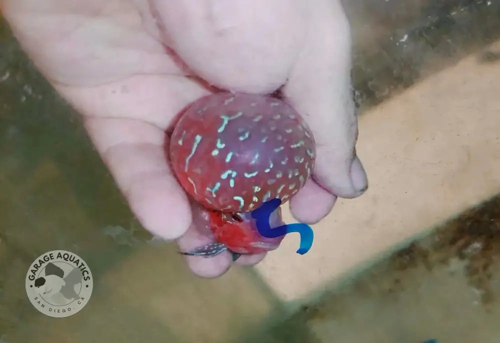 Live Thai Super Red Dragon Flowerhorn SRD-039 photo 2