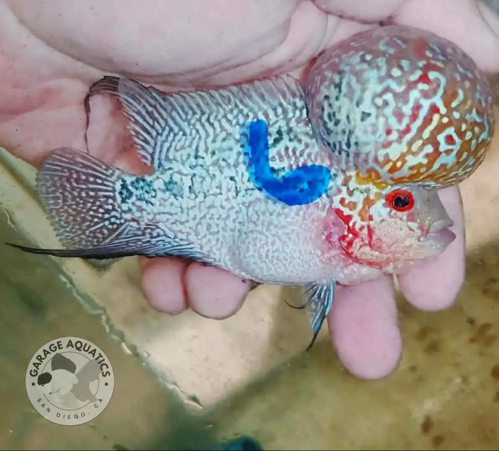 Super Red Dragon Flowerhorn SRD-040 full body side view, 4 inch male monster kok with deep red coloration and thick pearling