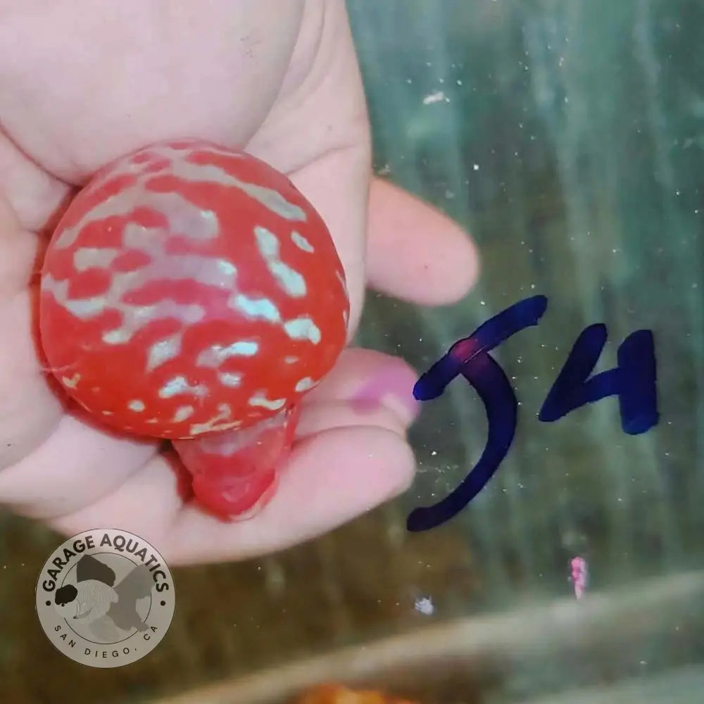 Super Red Dragon Flowerhorn SRD-041 kok close up, round red hump with white pearl spots