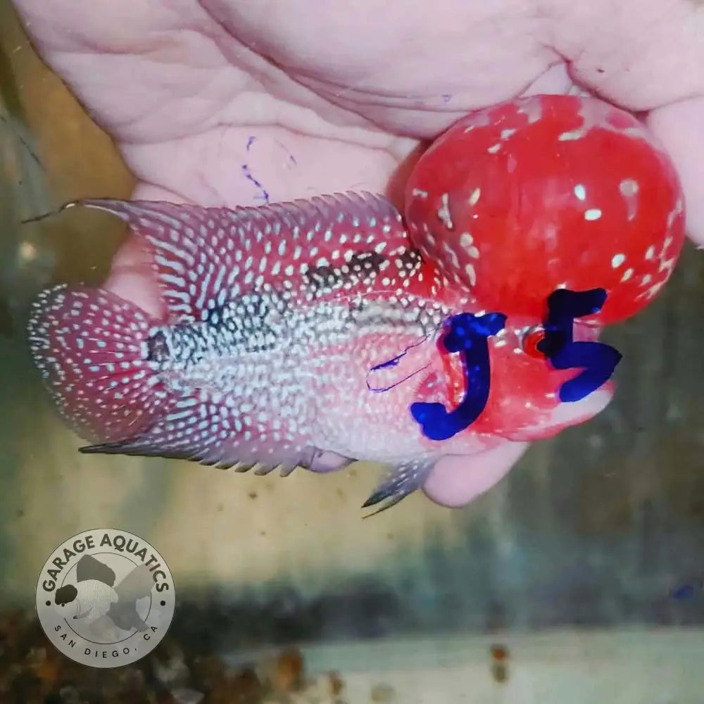 Super Red Dragon Flowerhorn SRD-042 full body side view, bright solid red kok with light pearling and red-toned body
