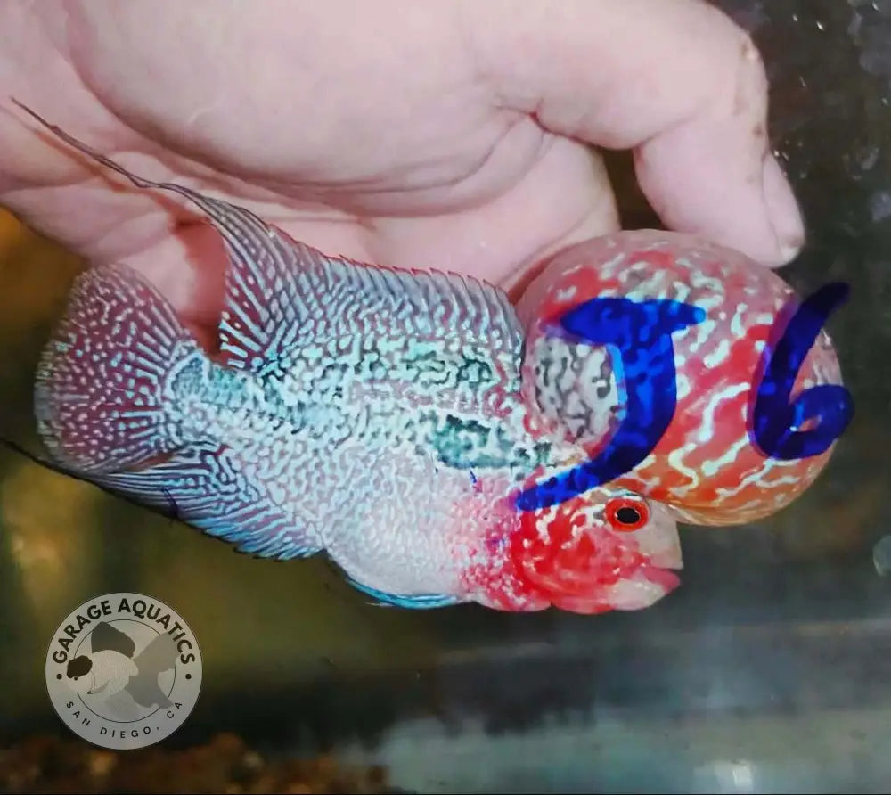 Super Red Dragon Flowerhorn SRD-043 full body side view, large kok with lacy red and cream pattern and heavy body pearling