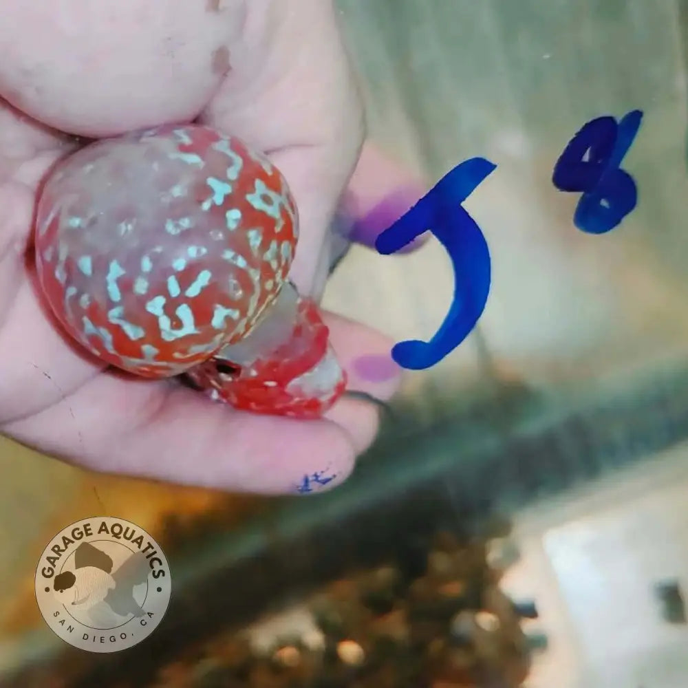 Super Red Dragon Flowerhorn SRD-044 kok close up, red and white marbled hump with black markings