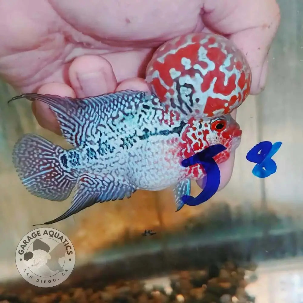 Super Red Dragon Flowerhorn SRD-044 full body side view, red and white marbled kok with black markings and heavy blue-white pearling