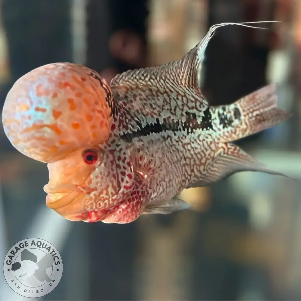 Super Red Dragon Flowerhorn MALE 6’’ inch BIG KOK Super Red Dragon / 6’’ inch FLOWERHORN