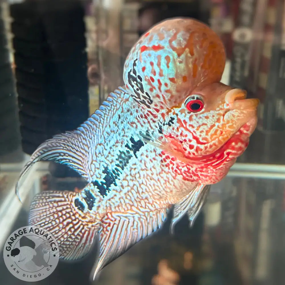 Super Red Dragon Flowerhorn MALE 6’’ inch BIG KOK Super Red Dragon / 6’’ inch FLOWERHORN