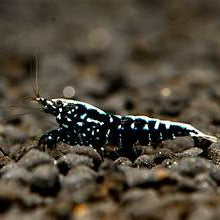 Live Freshwater Aquarium Shrimp Black Galaxy Pinto (Caridina)