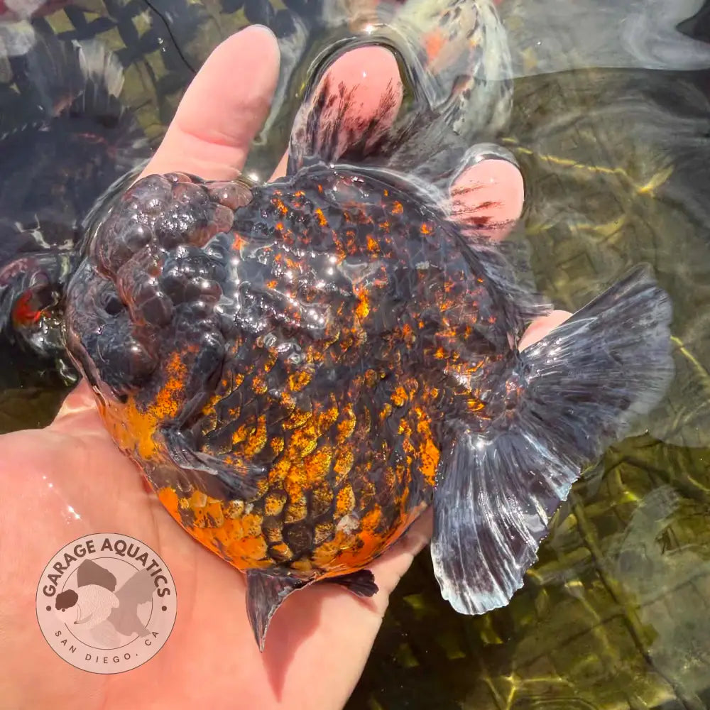 Thai Jumbo Tiger Oranda Orchid Tail 4.50 inch Body (NPC-102) - GOLDFISH