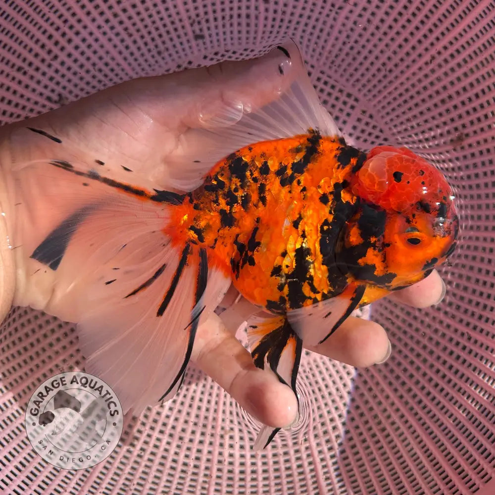 Tiger Thai Oranda Goldfish 4’’ Body Female (NPC-115) - GOLDFISH