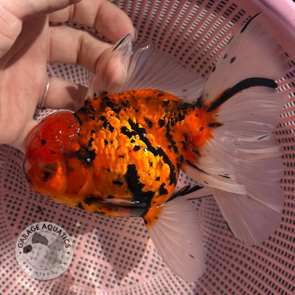 Tiger Thai Oranda Goldfish 4’’ Body Female (NPC-115) - GOLDFISH