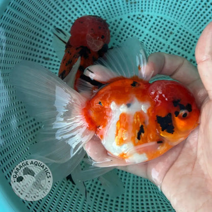 Tiger Thai Oranda Goldfish 4’’ Body Female (NPC-116) - GOLDFISH