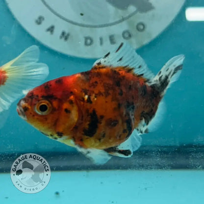 Tiger Thai Yuanbao Oranda Goldfish 2.5’’ Body Male (NPC-112) - GOLDFISH