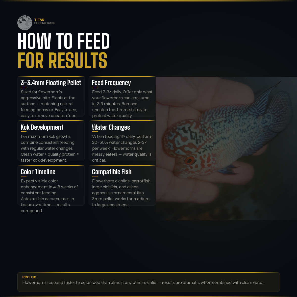 Titan | Flowerhorn Food | High-Protein Color Enhancing Pellets | Kok Development | 3mm Floating Pellet | Garage Aquatics