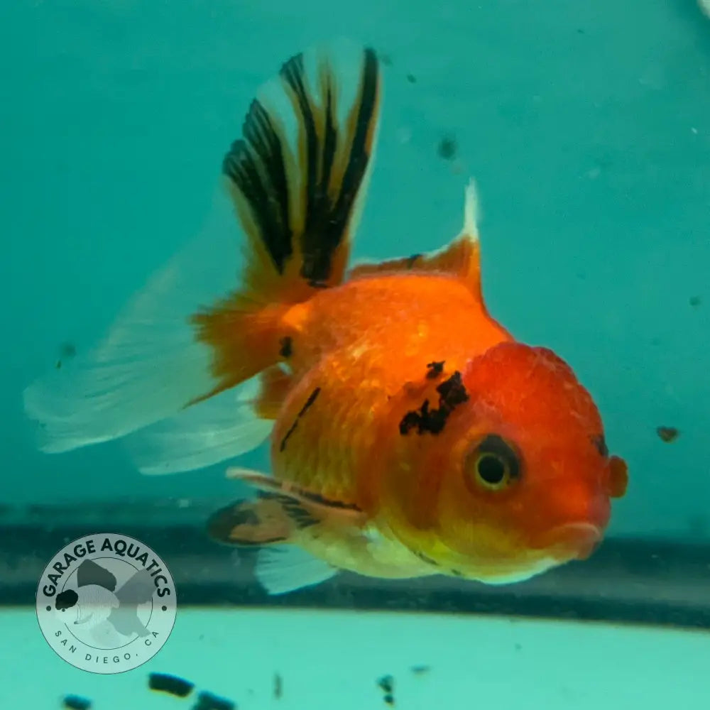 Tri-Color Thai Oranda Goldfish 2.5’’ Body Male (NPC-111) - GOLDFISH