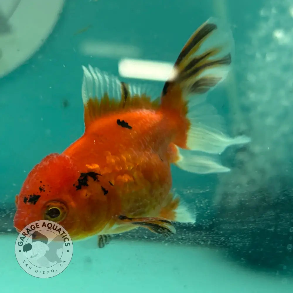 Tri-Color Thai Oranda Goldfish 2.5’’ Body Male (NPC-111) - GOLDFISH