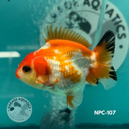 Thai Yuanbao Oranda Tri-Color 2.5’’ Male (NPC-107) - GOLDFISH