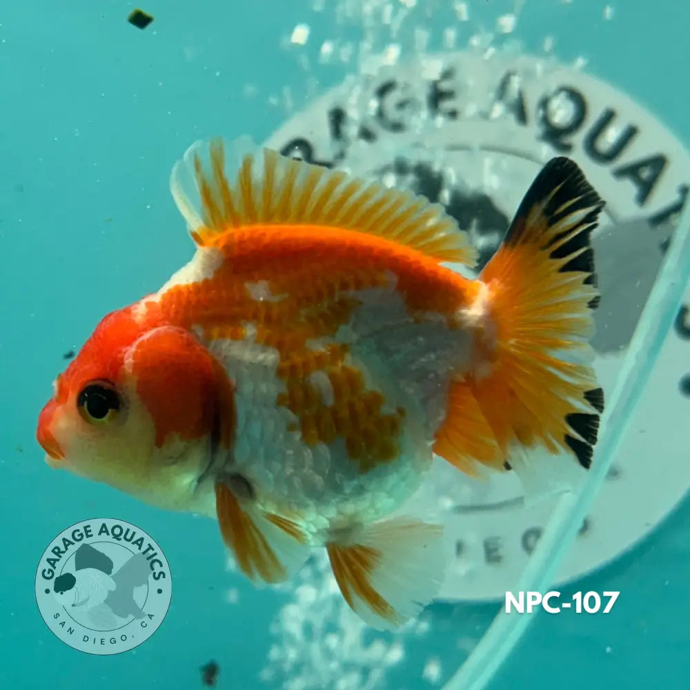 Thai Yuanbao Oranda Tri-Color 2.5’’ Male (NPC-107) - GOLDFISH