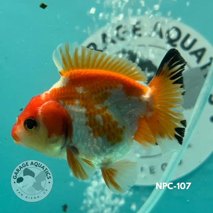Thai Yuanbao Oranda Tri-Color 2.5’’ Male (NPC-107) - GOLDFISH