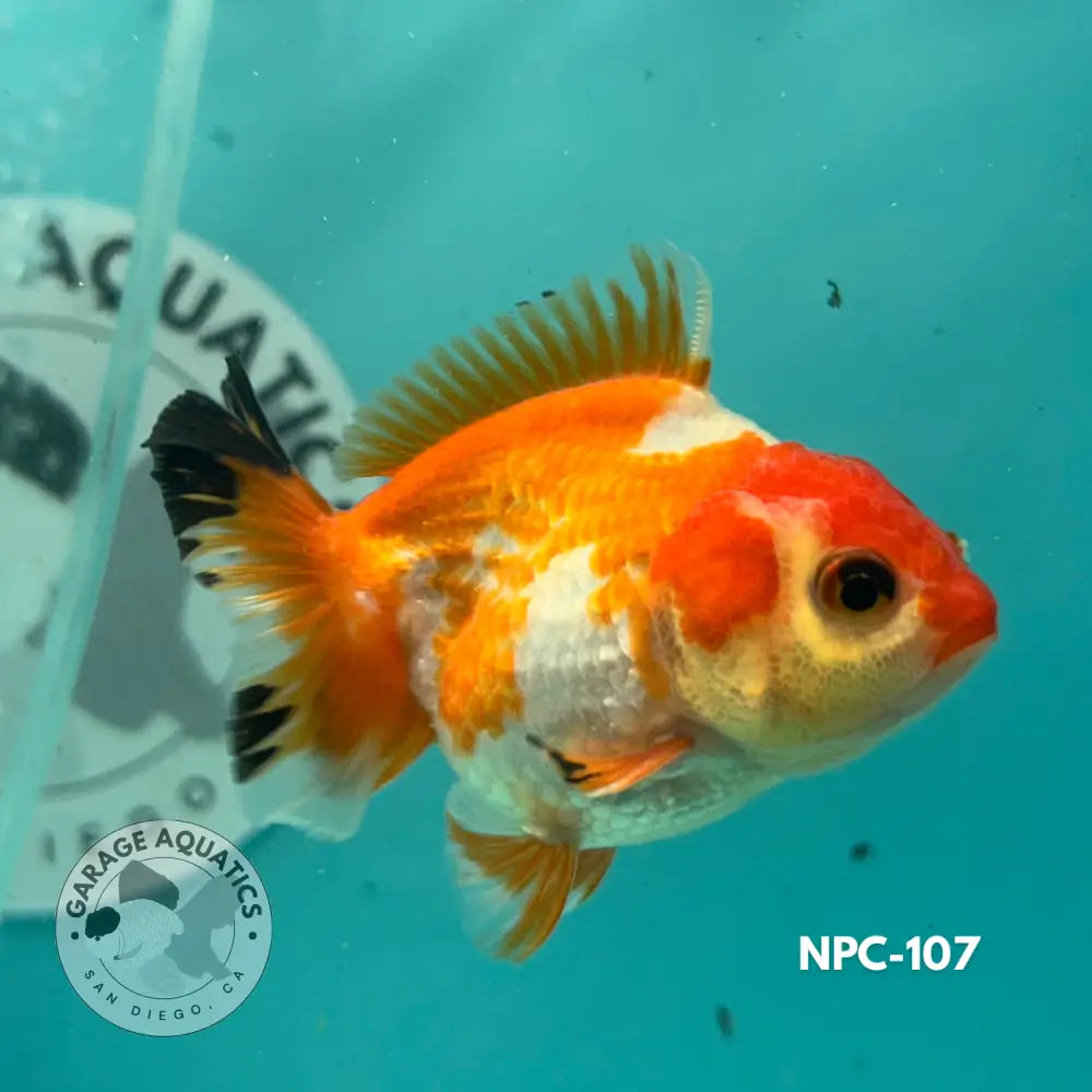 Thai Yuanbao Oranda Tri-Color 2.5’’ Male (NPC-107) - GOLDFISH