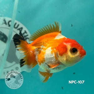 Tri-Color Thai Yuanbao Oranda Goldfish, 2.5" Body Male (NPC-107)