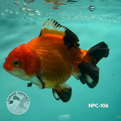 Thai Yuanbao Oranda Tri-Color 3’’ Female (NPC-106) - GOLDFISH
