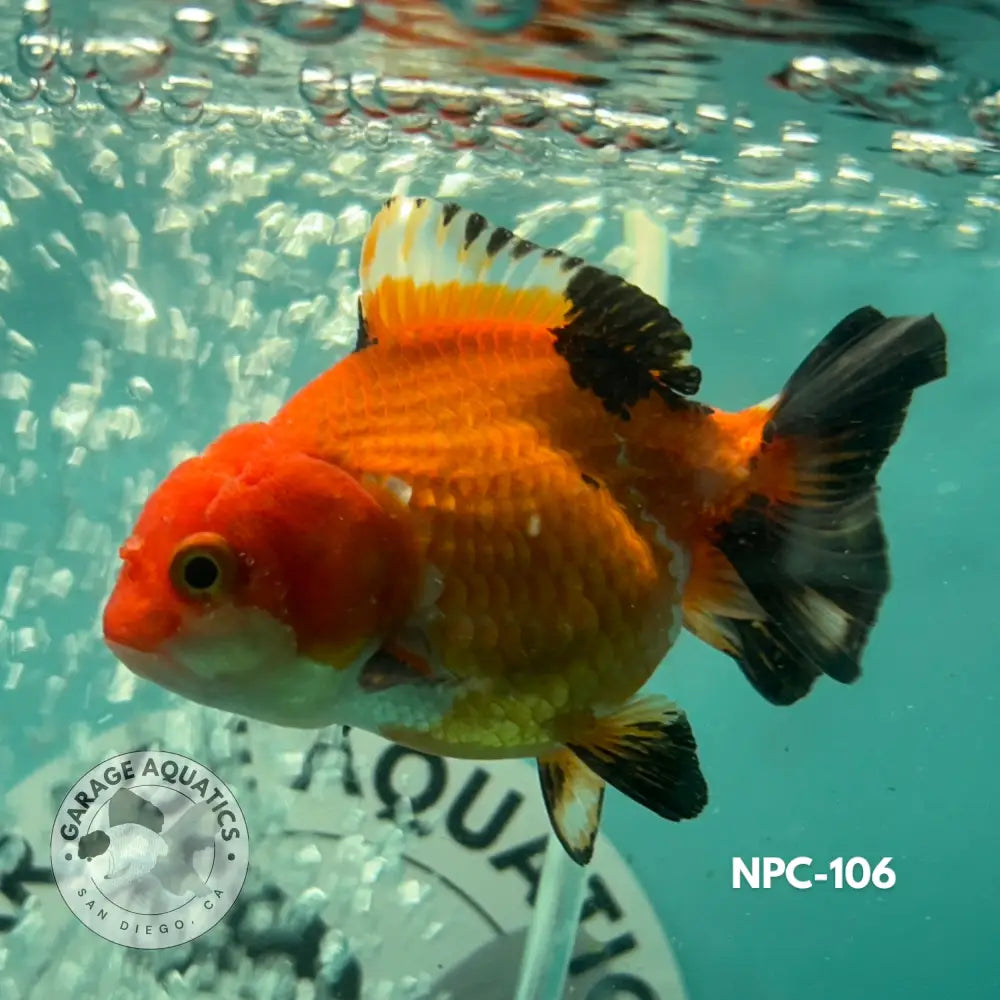 Thai Yuanbao Oranda Tri-Color 3’’ Female (NPC-106) - GOLDFISH