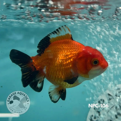 Thai Yuanbao Oranda Tri-Color 3’’ Female (NPC-106) - GOLDFISH