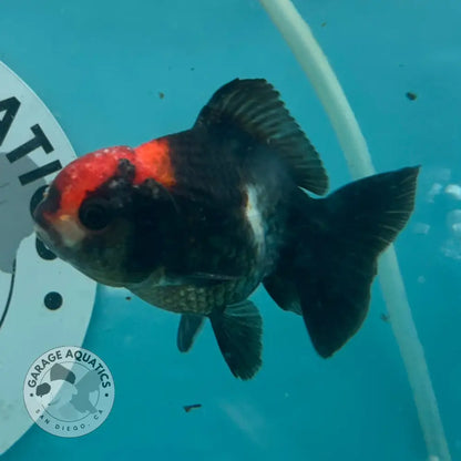 Tri-Color Thai Yuanbao Oranda Goldfish 3’’ Body Male (NPC-114) - GOLDFISH