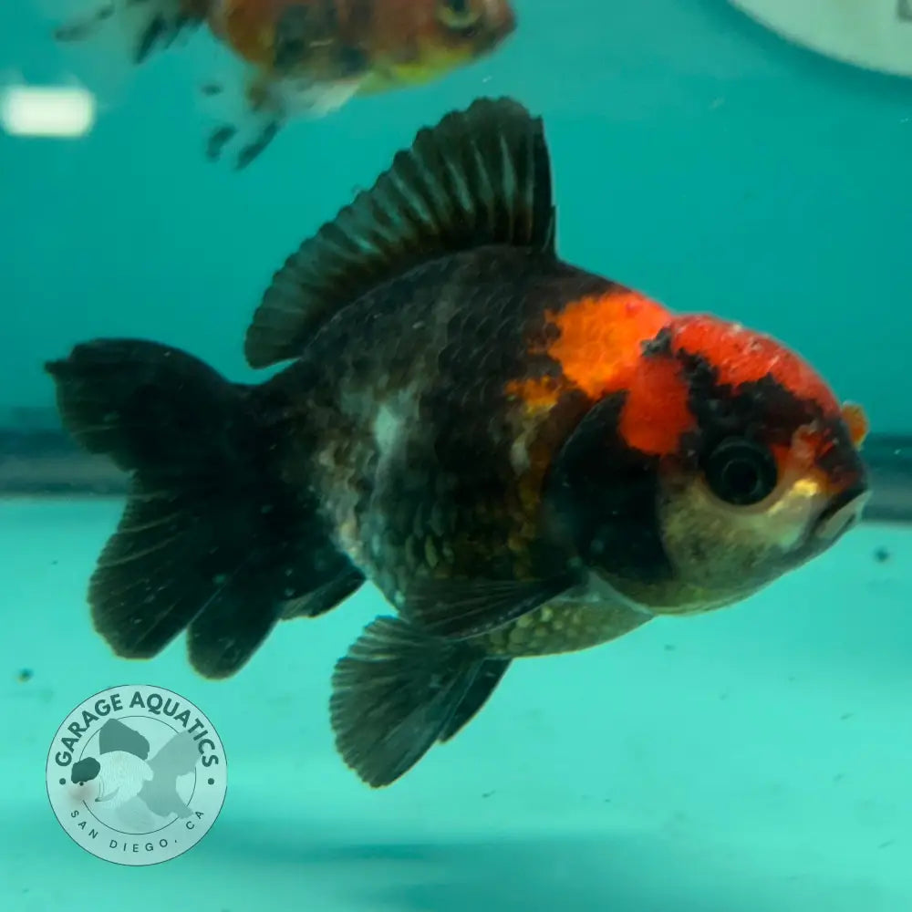 Tri-Color Thai Yuanbao Oranda Goldfish 3’’ Body Male (NPC-114) - GOLDFISH